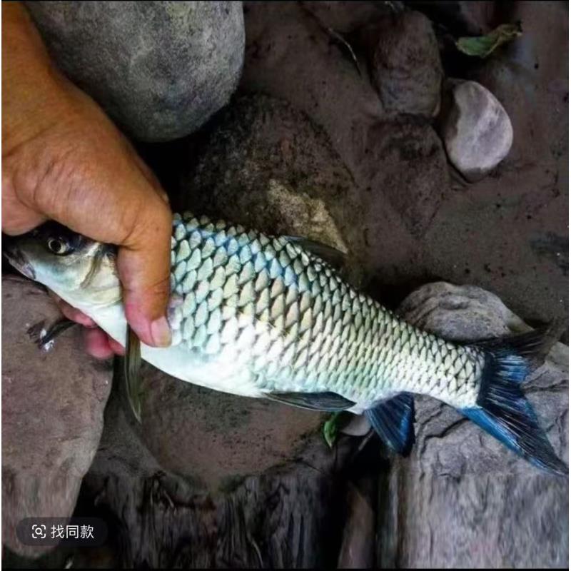 四川清波鱼冰鲜现捞 淡水饲养 生态养殖