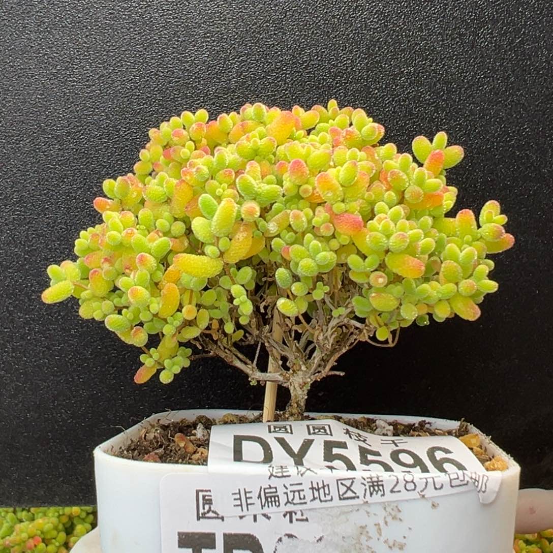 dy5596直杆小树型蜜橘糖球冠幅7cm