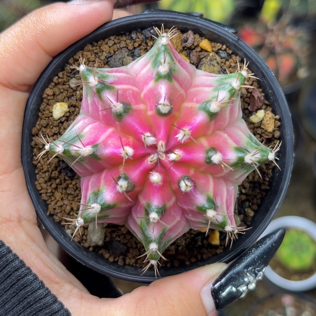 泰系白锦米哈 带盆土发货