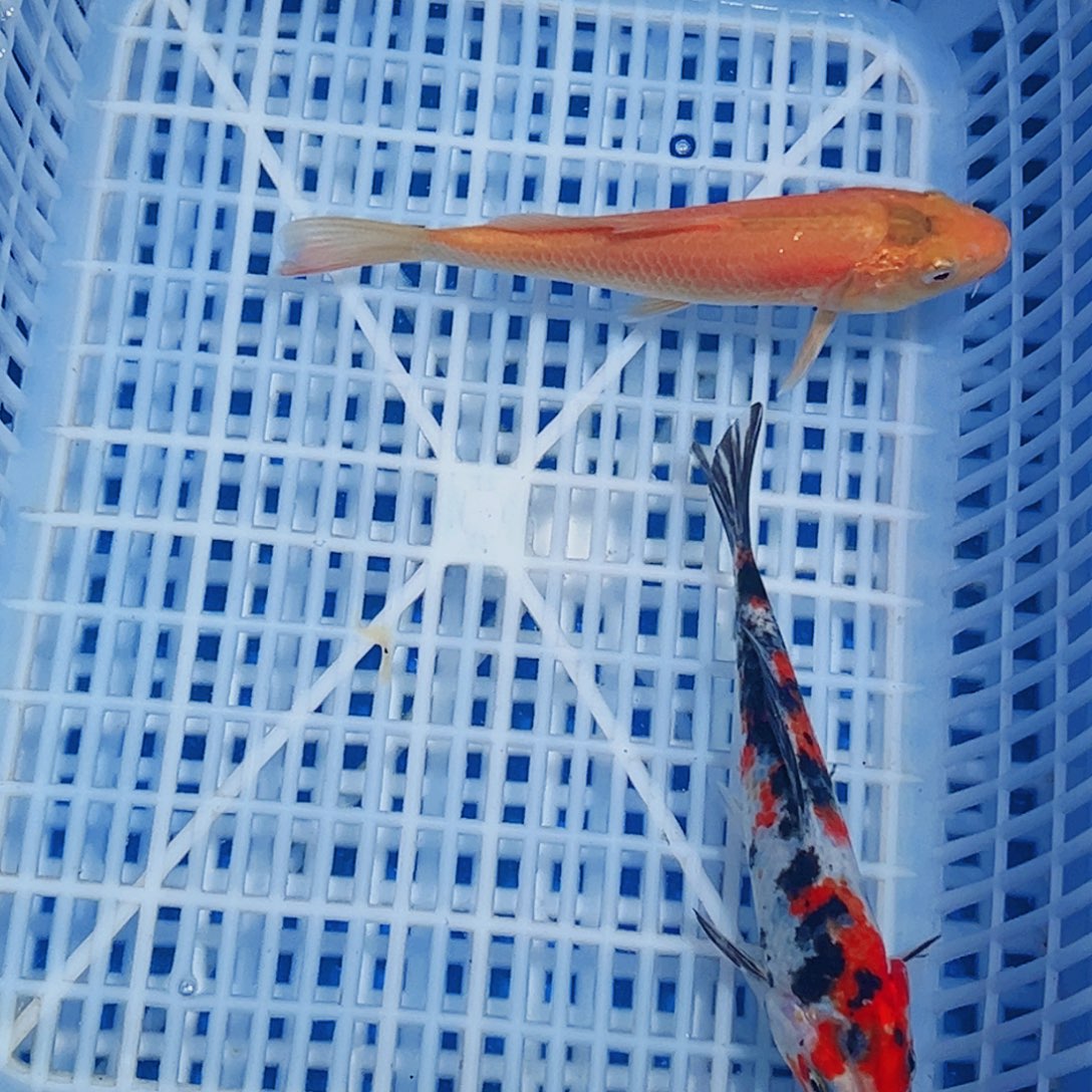 锦鲤锦鲤观赏鱼1111
