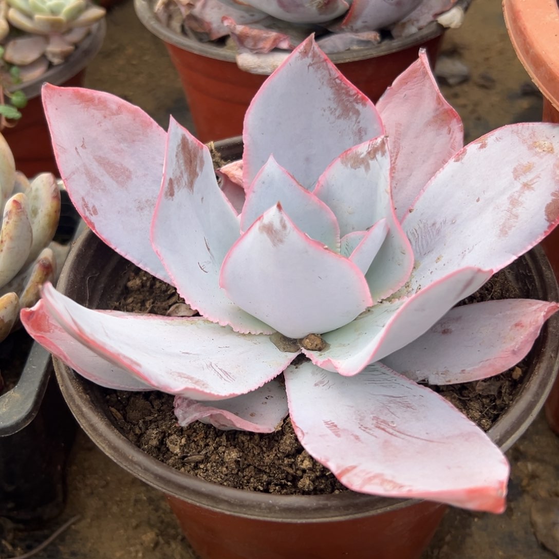 多肉植物多肉植物广寒宫单头