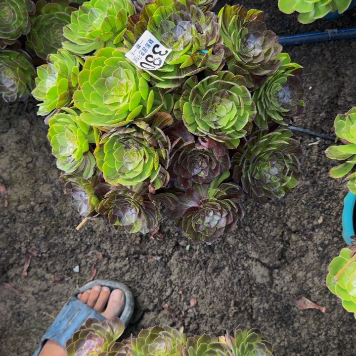 默然花25-30包邮花花