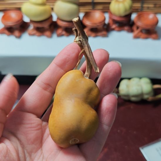 一***.精品土豆葫芦一物一拍