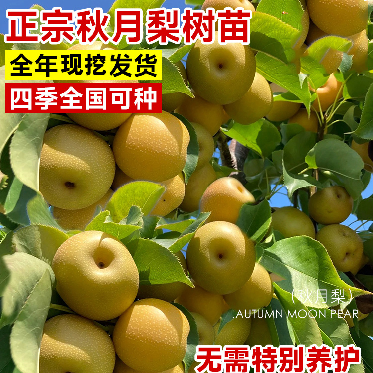 正宗秋月梨树果苗嫁接沙梨树果树庭院地栽南北方种植盆栽水果苗