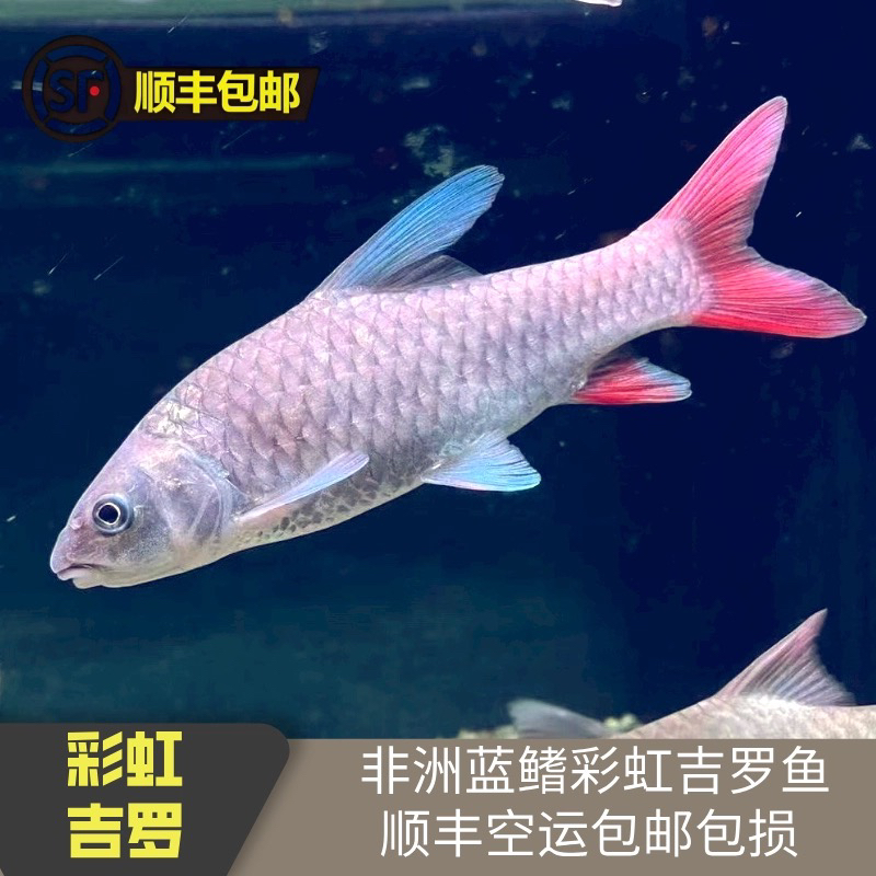 非洲彩虹吉罗鱼小苗鱼苗原生冷水观赏鱼黄彩吉罗鱼