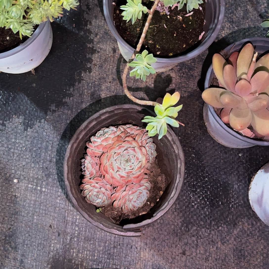 巧***财姬莲多肉9.9一颗一物一拍