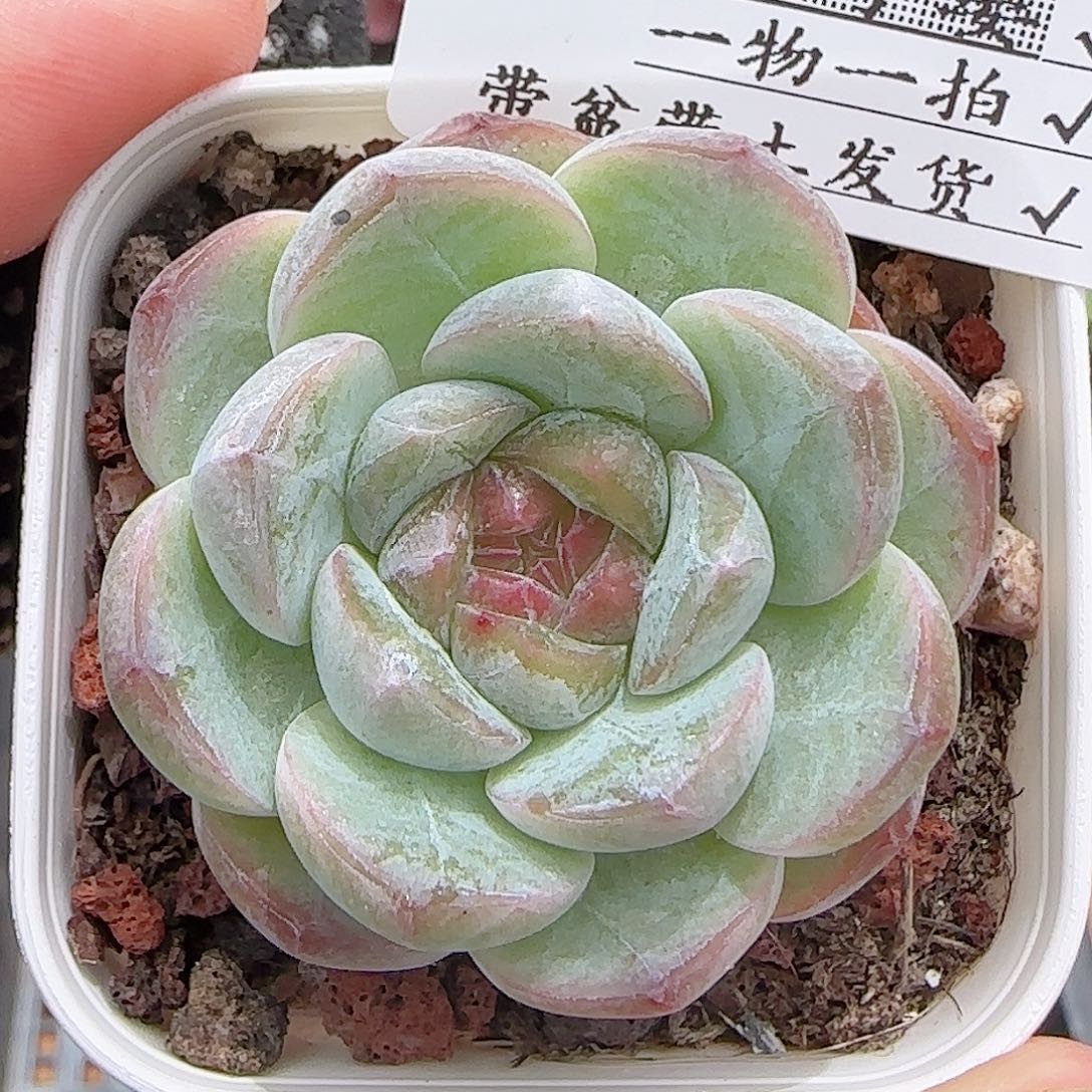 多肉0719-243糖心