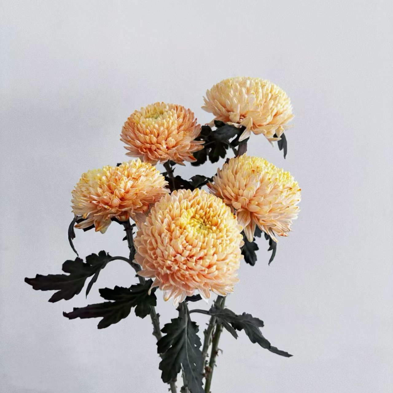 套餐62  A级橙色牡丹菊2支+中花向日葵2支+橙芭比泡泡3支