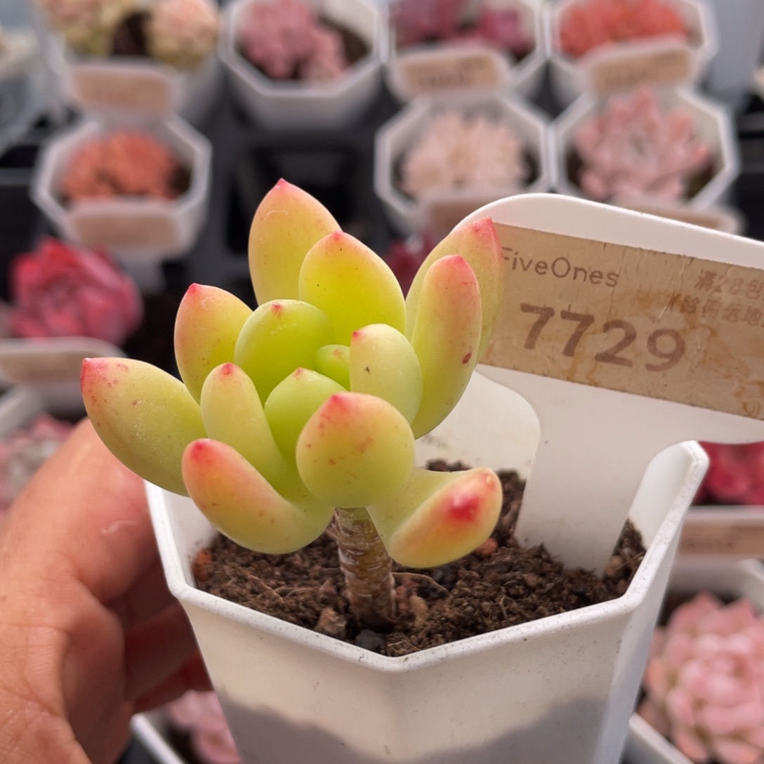 春萌7729-4.5厘米