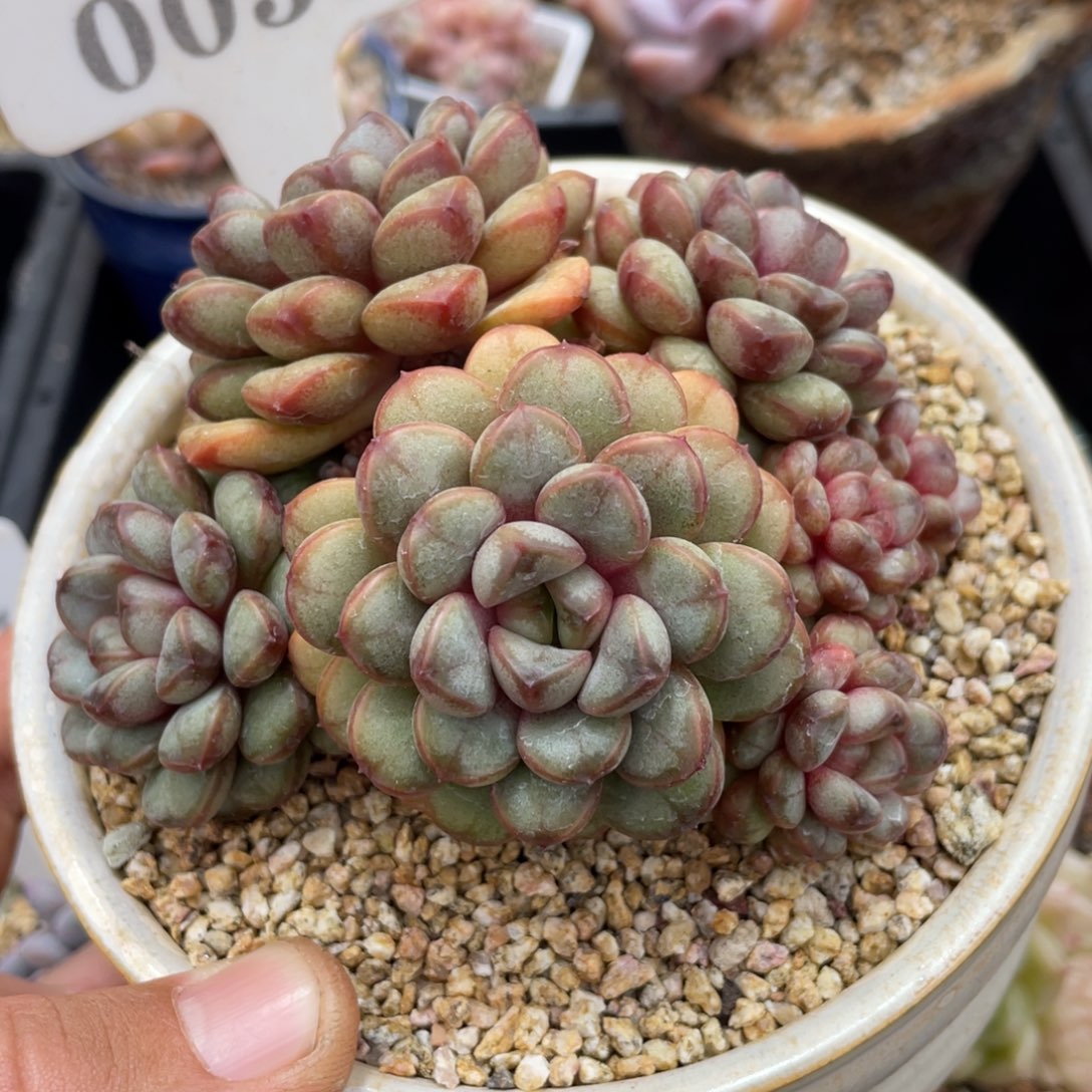 0055葡萄不带盆10厘米