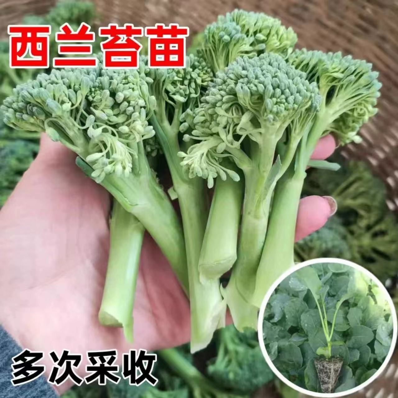 【拍二送一】西兰苔苗西兰花苔苗西兰花苗西洋芥兰苗松花菜耐寒秧苗