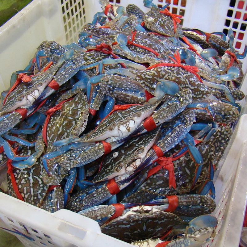 鲜活兰花蟹 约150g/只