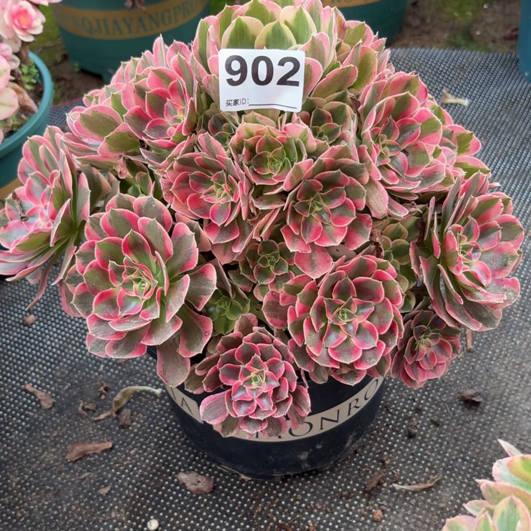 902女妖加油哦破植物DJ过