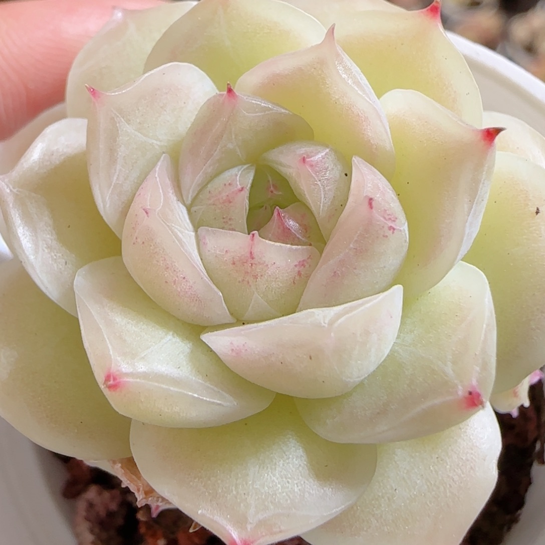 花语多肉0103-109