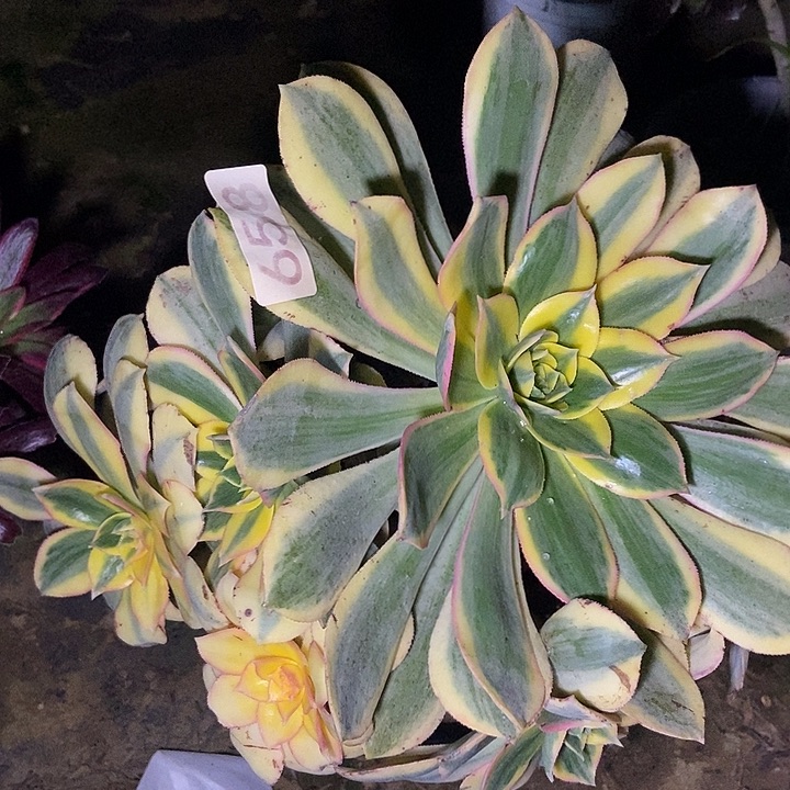 黄金灿烂会黑斑氧化658多肉