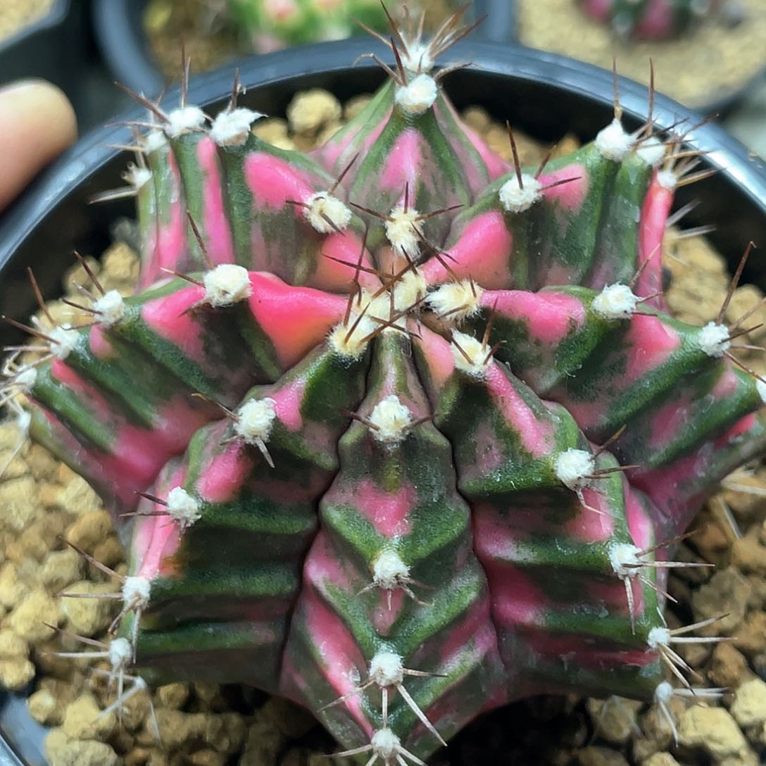 泰系实生根，粉钻