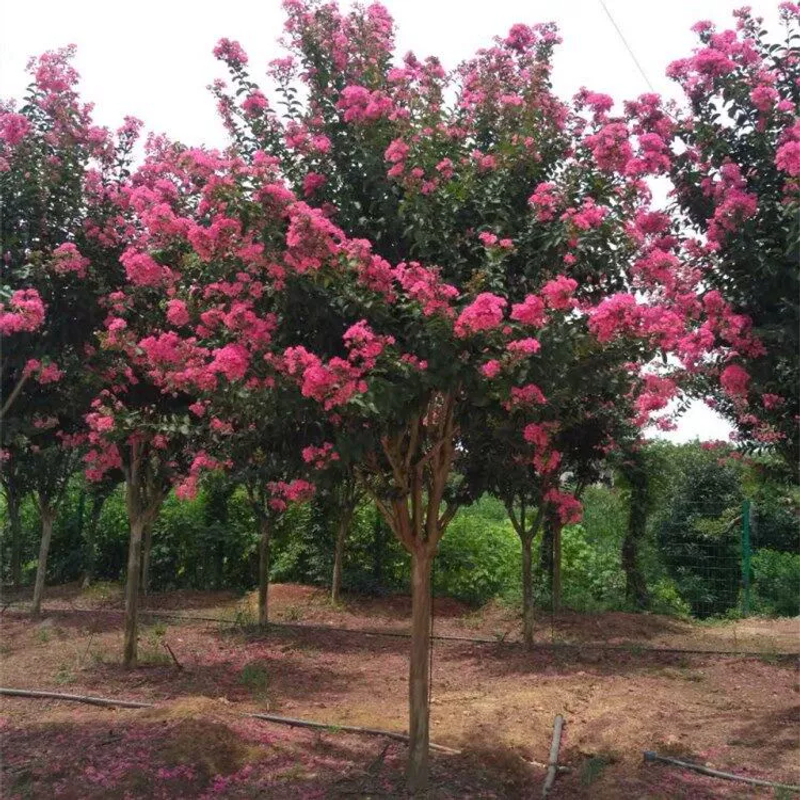 紫薇苗道路绿化拆迁占地苗红红火箭紫薇小苗紫薇树苗紫薇花树盆景