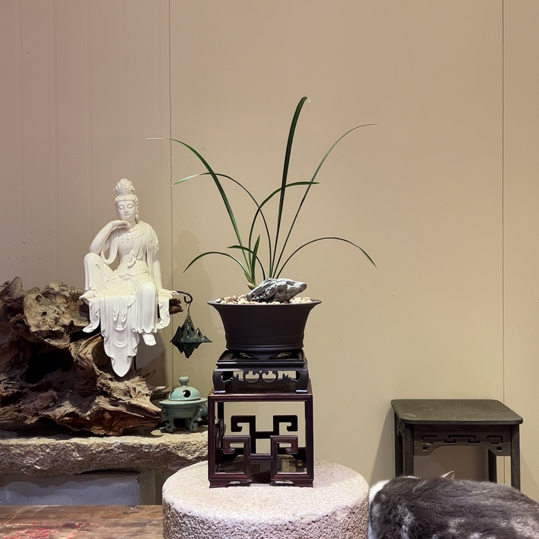 粤***语大部分花苞少量开放黄荷