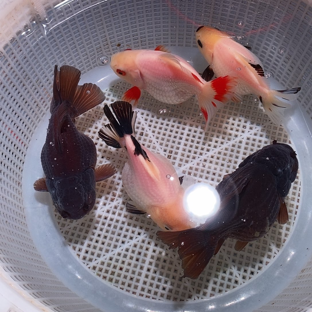 球***宝海水鱼玛丽商品一组