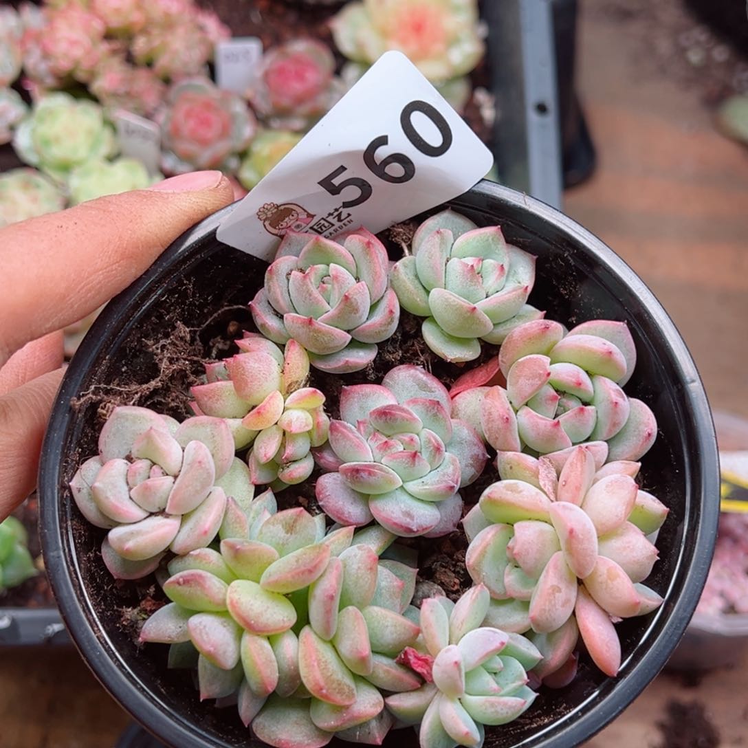 多肉植物多肉植物