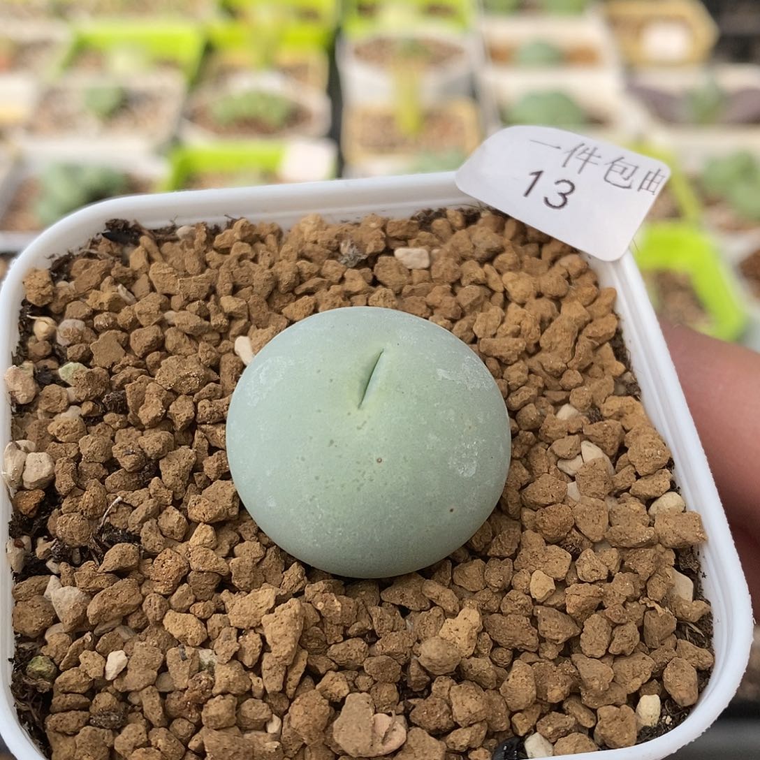 鸽子蛋2.6厘米多肉植物