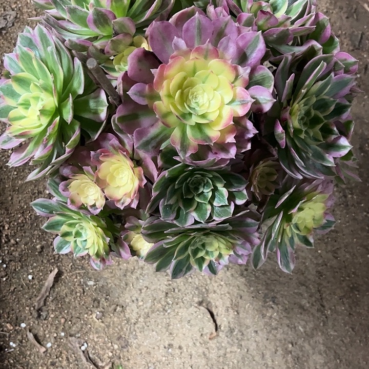 叫***姐多肉植物海仙锦…………