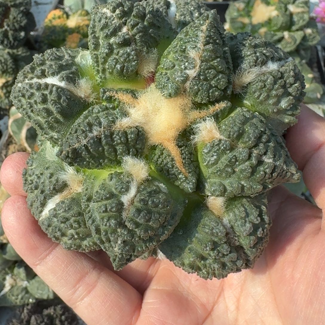 【闪购商品】落地大尤连山