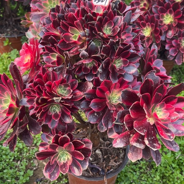 23-29金丝有老伤处理不包售后多肉