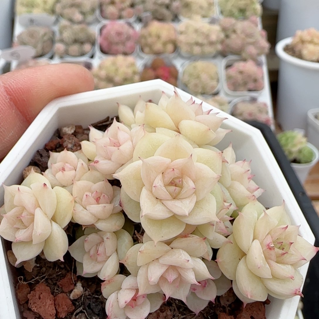 【闪购商品】0128-115玉透麦杆