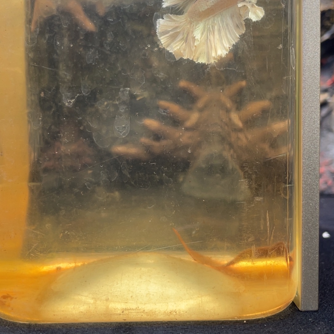 斗鱼十一月二十六日竞价