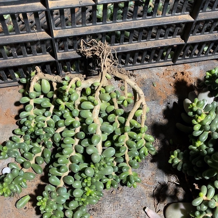 用***4绿龟卵蹩群小老桩子