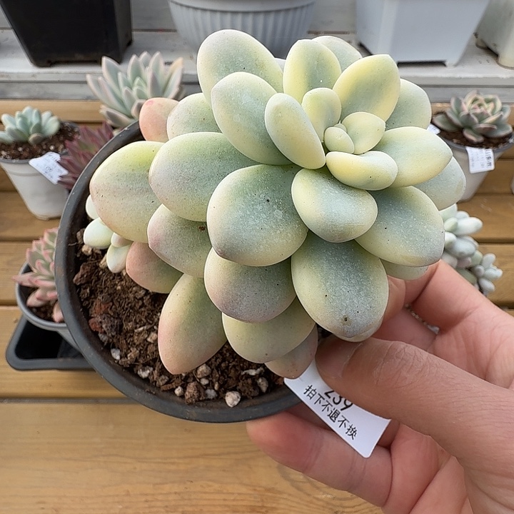 洛神锦11111124-239