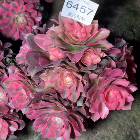 香妃多肉多肉6457