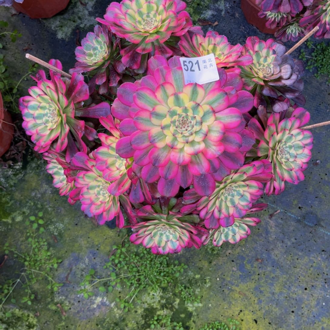 冬*姐多肉舞天姬000000521