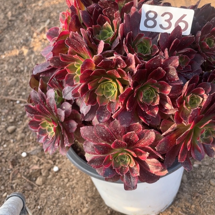 ?***花836多肉植物安娜有砍