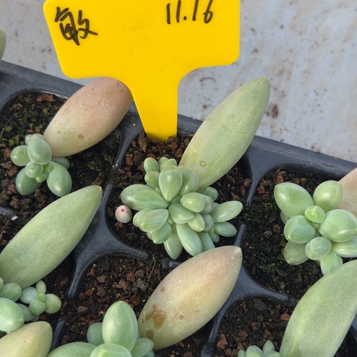 *****敏戴蒙德一颗寄养