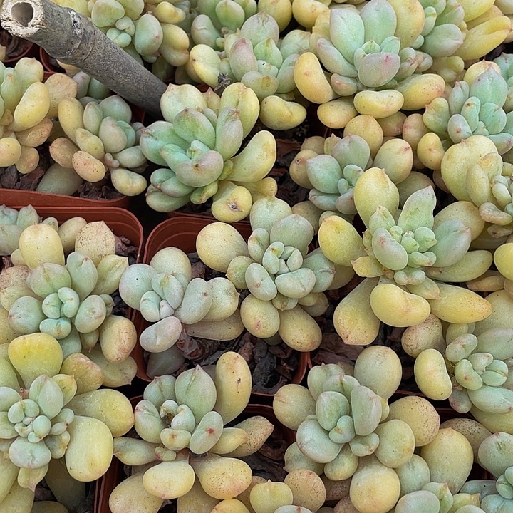 双头比尔盖茨带盆土发