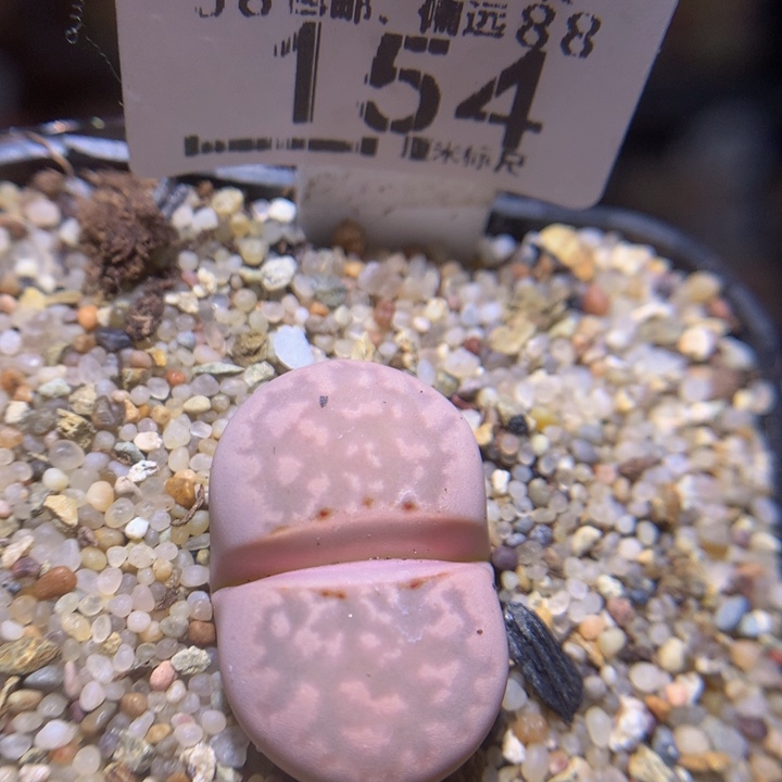 zzz精品生石花154