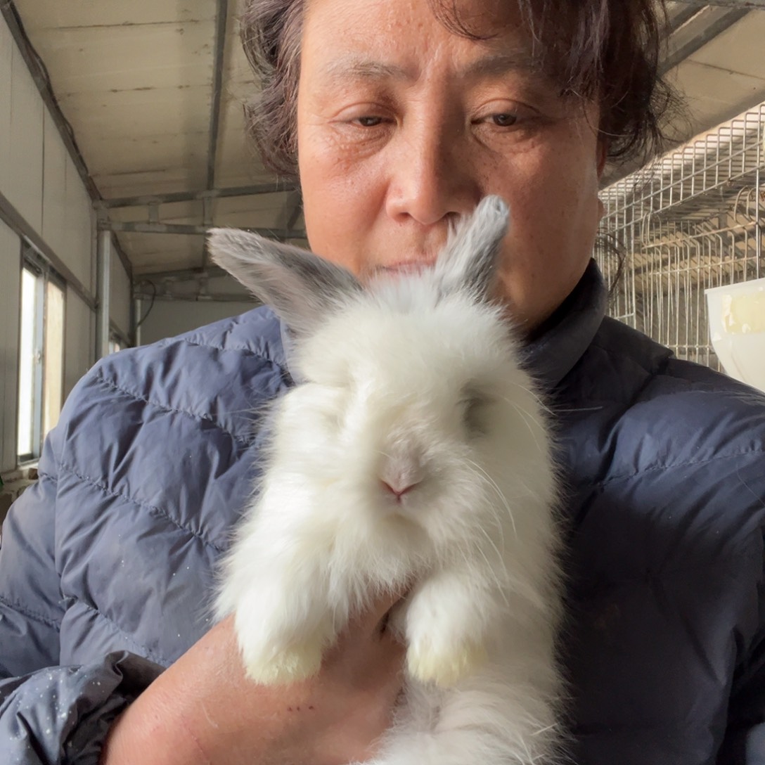 宠物兔英系安哥拉兔