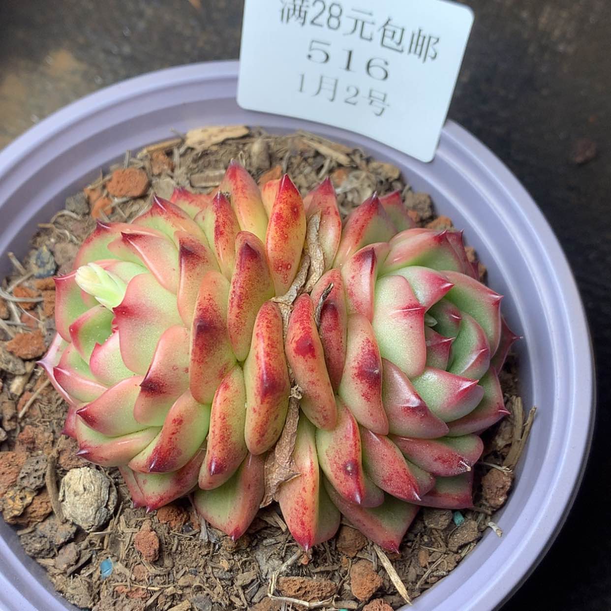 【闪购商品】云516号