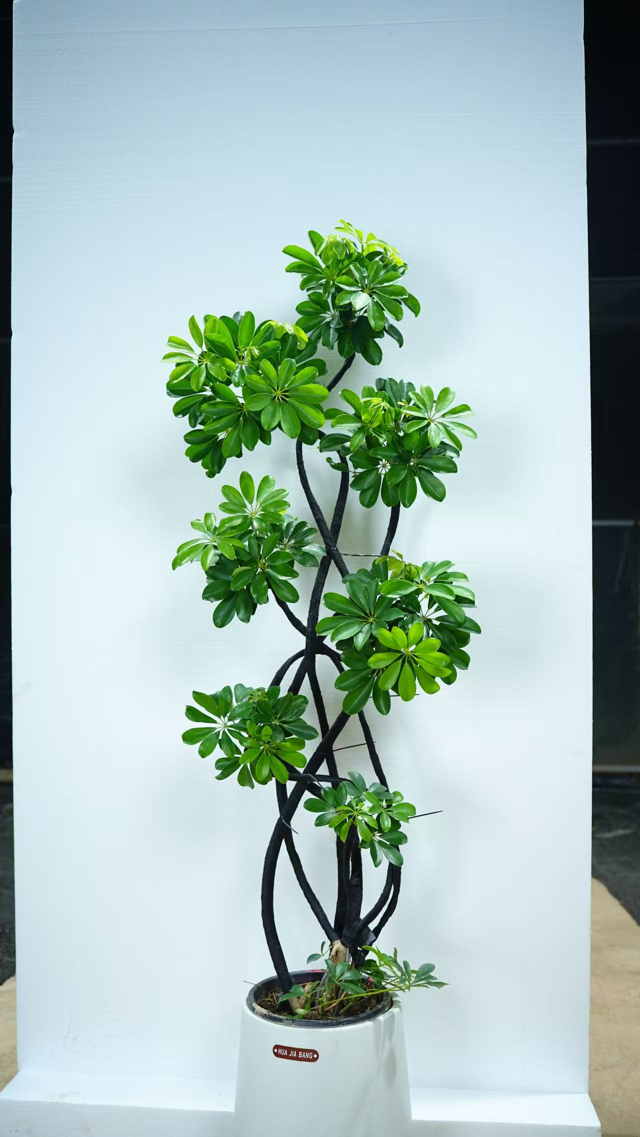 【植引生活】造型鸭脚木中大型鲜活网红绿植好养易活