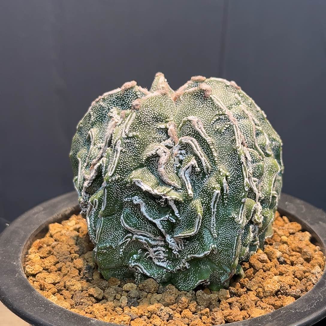 恩冢核桃Zzzzzzzzzzzzz