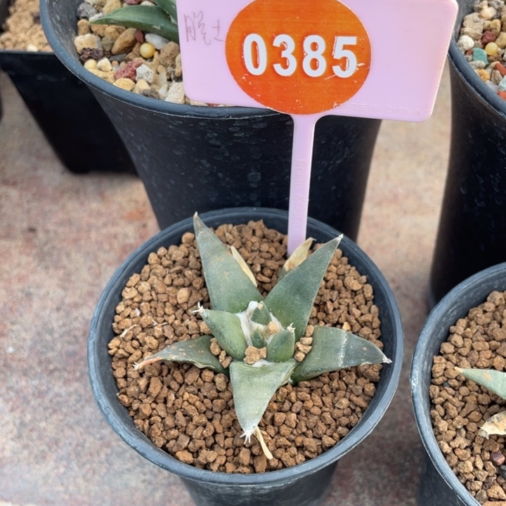 山***起实生龙牙038500000