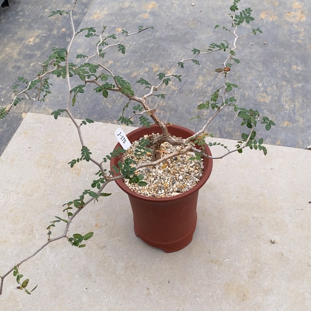 滔天橄榄多肉植物盆栽