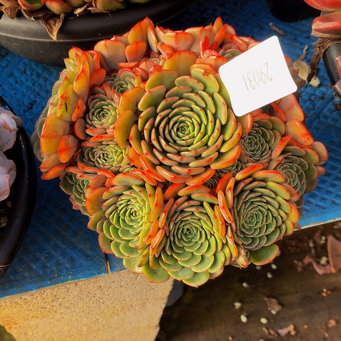 暮***雨    惊喜宝贝多肉29031