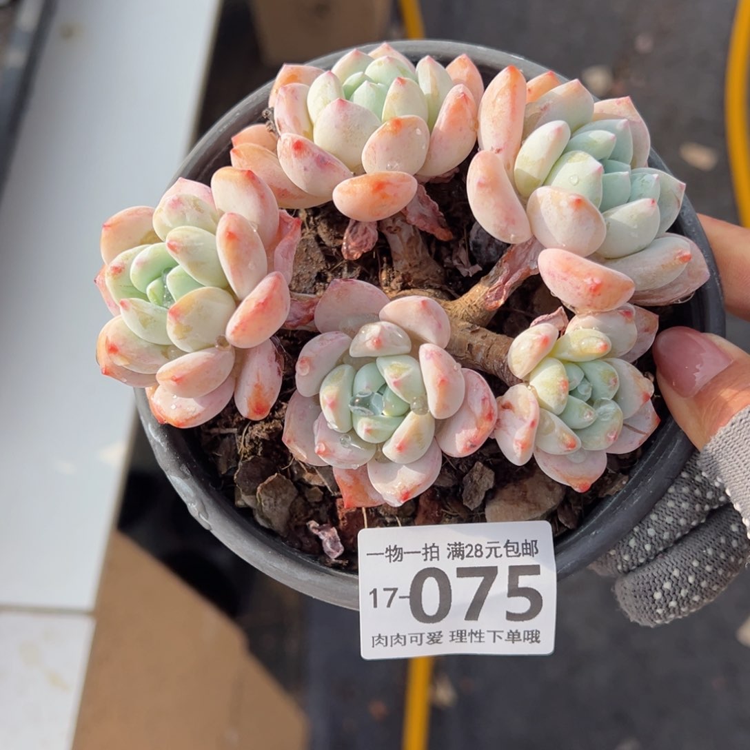 冷香多肉多肉多肉多