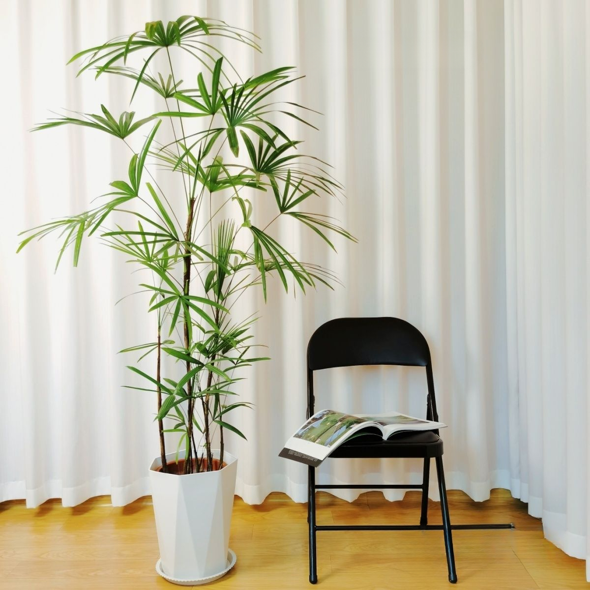 成都小叶富贵树金山棕竹常绿室内绿植耐阴好养活四季常青大型盆栽