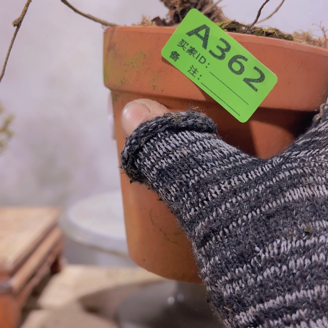 红陶直播时间一直一个