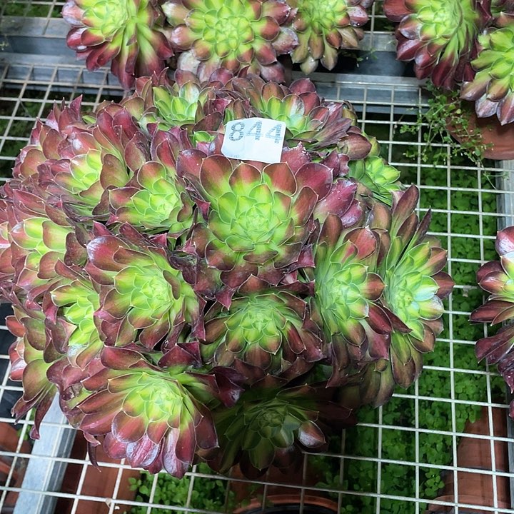 多肉法师多肉法师844