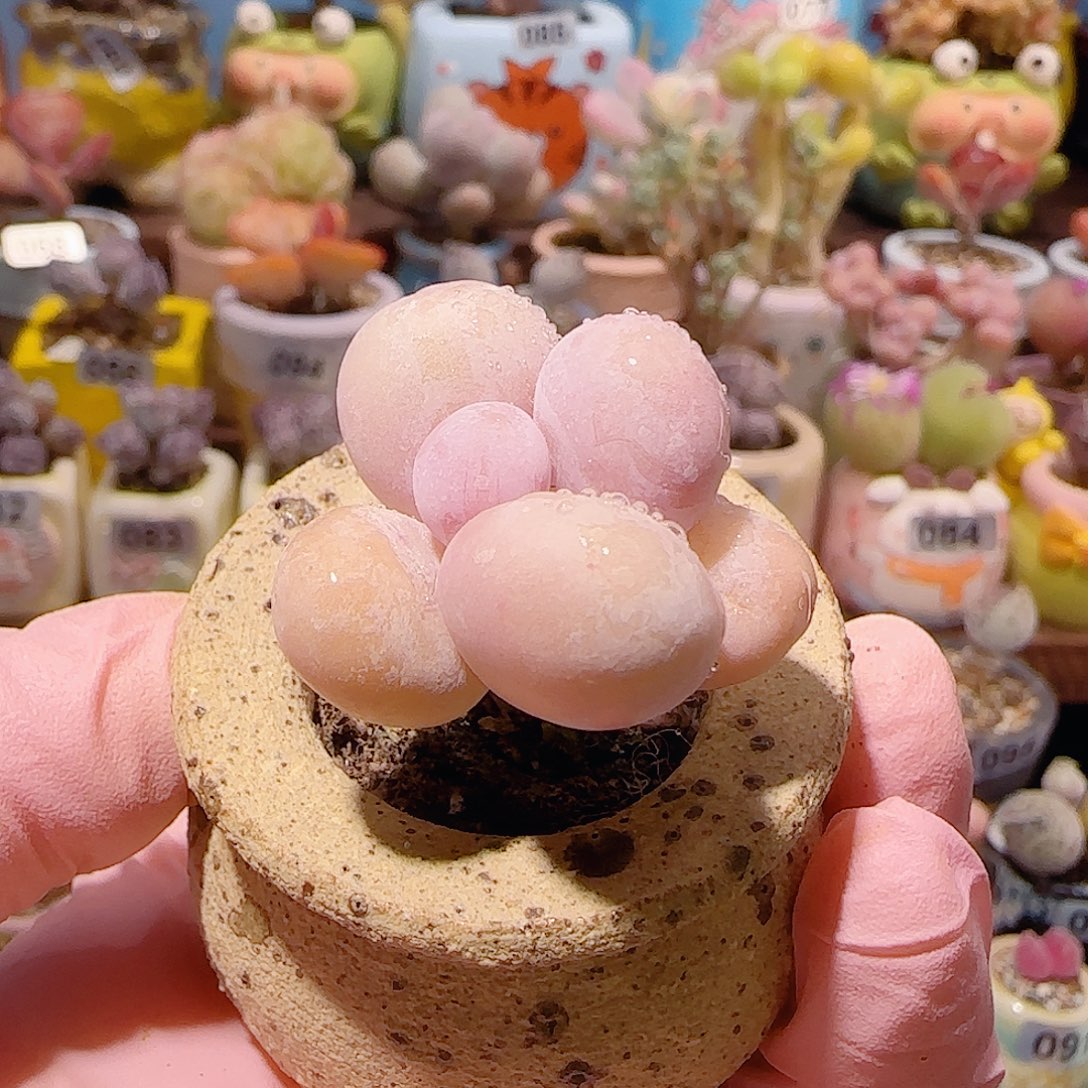 小***司T蛋黄奶盆口3.5cm